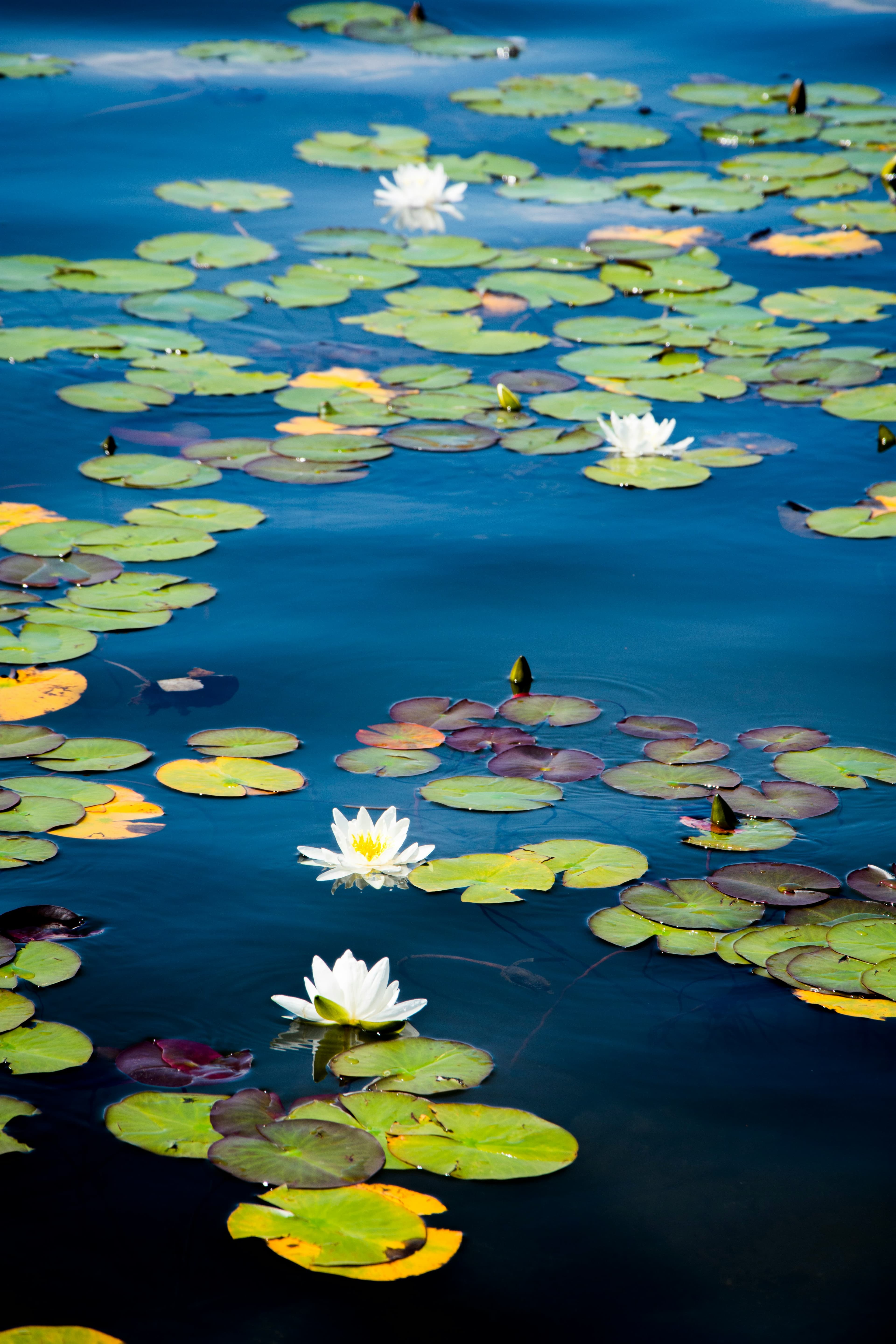 Lily pads floating on a still pond — Pacific Northwest